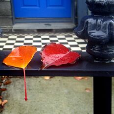 manchurian pear leaf tones contrast with blue doors and aubergine steel