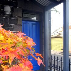 liquidamber colour - unbeatable in autumn