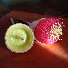 my favourite tree Eucalyptus Caesia amazing form and colour