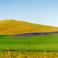 rolling hills near Burra, SA all line and colour against a pure sky